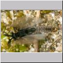 Stylops melittae - Faecherfluegler m53 5mm.jpg